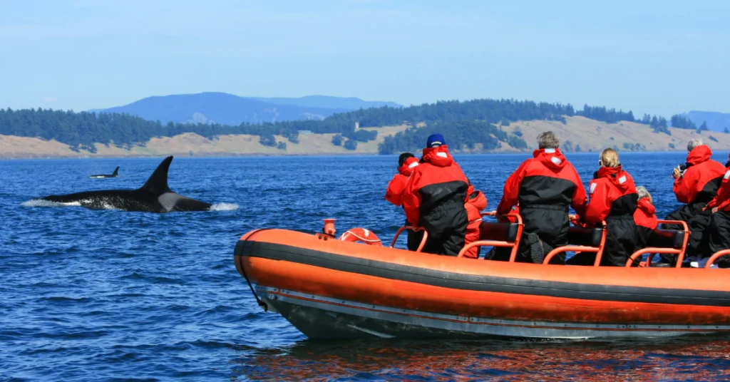 orca whale watching seattle san juan islands