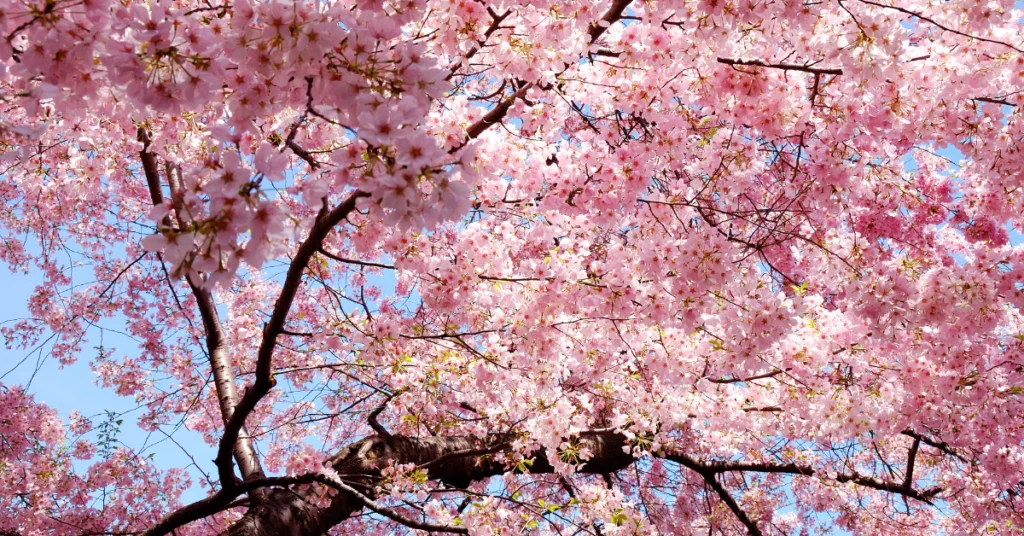 cherry blossom bloom university washington