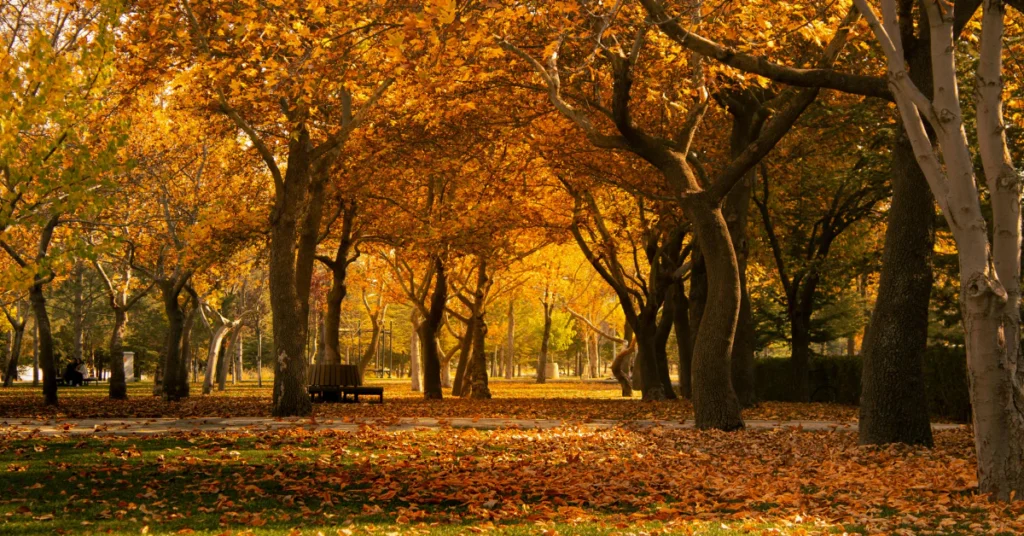Golden autumn foliage in forest park
