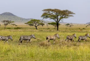 Zebras grazing on open grassland with acacia trees in the distance