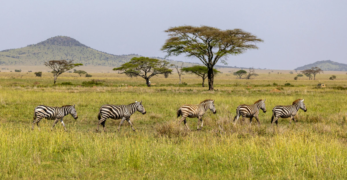 Zebras grazing on open grassland with acacia trees in the distance