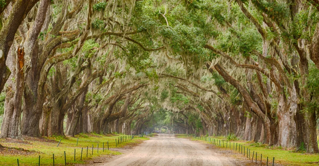 Wormsloe Historic Site live oak avenue in Savannah, Georgia