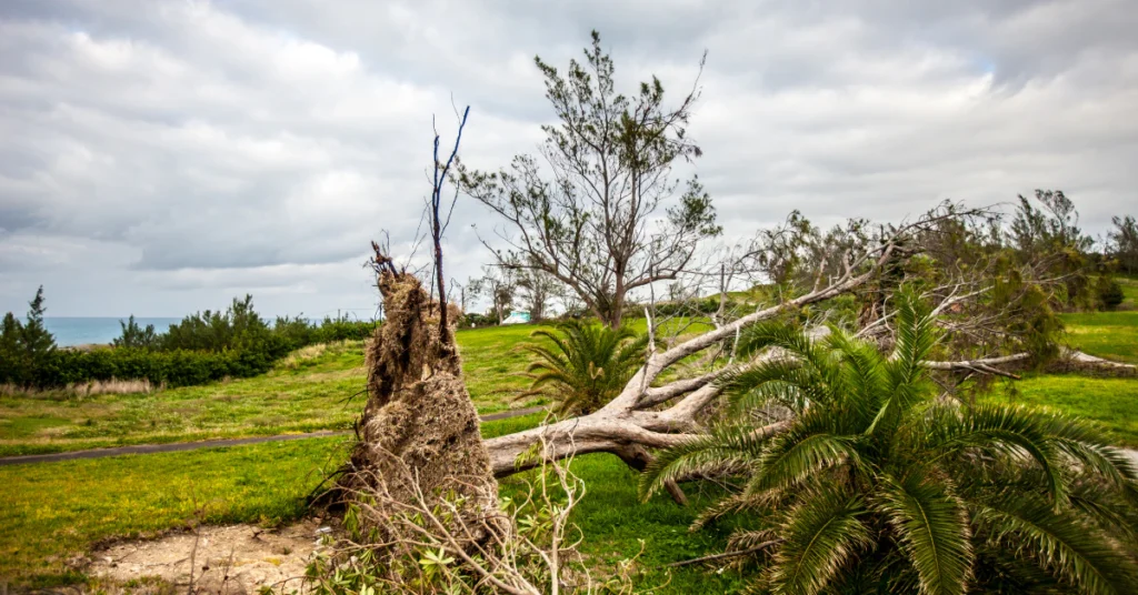 Bermuda hurricane season, storm-damaged tree on the coast