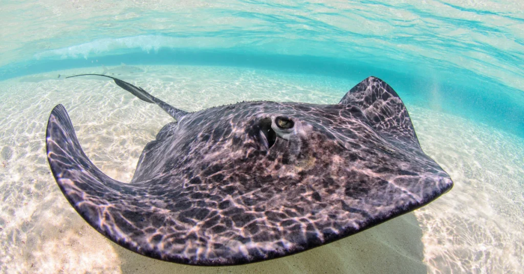 Stingray gliding over sandy shallow water in a clear lagoon