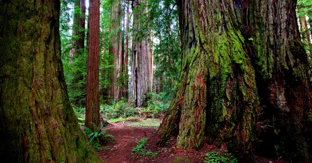 Tall redwood trees along a forest path