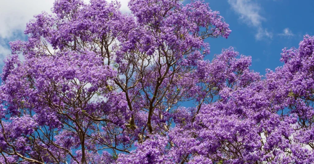Purple jacaranda tree in full bloom against a blue sky