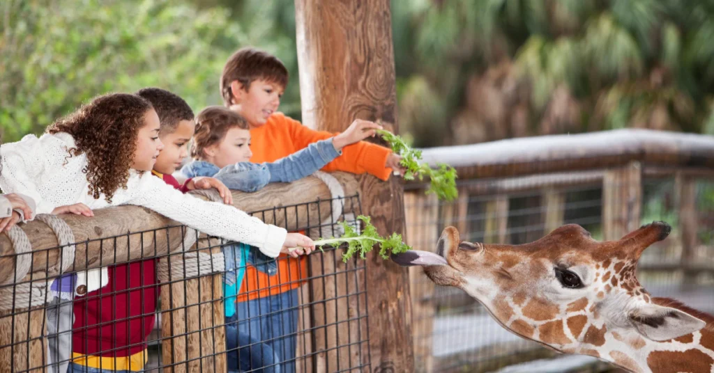 Family with children feeding giraffes at a zoo