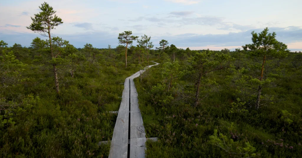 Wooden boardwalk trail winding through green coastal vegetation